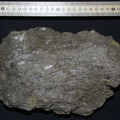 Extinct Carbonate Sample 3651-0938 from 2000
