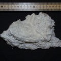 Extinct Carbonate Sample 3651-0944 from 2000