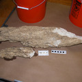 Extinct Carbonate 3862-1530