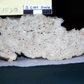 Extinct Carbonate Cut 3862-1530