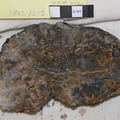 Veined Serpentine Rock Cut 3863-1212