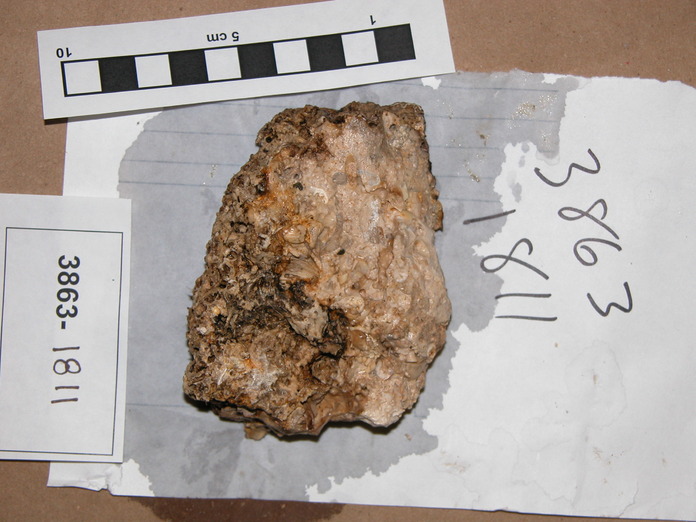 Bioclast Limestone and Shell Clasts 3863-1811