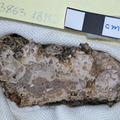 Bioclast Limestone and Shell Clasts Cut 3863-1811 