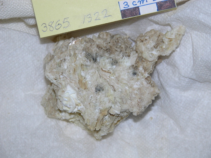 Vent Vein in Serpintinite and Breccia Ct 3865-1322