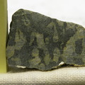 Porphyroclastic Harzburgite Cut 3877-1406