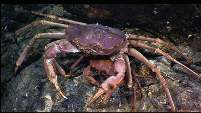 Deep-Sea Red Crab at Lost City