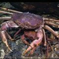 Deep-Sea Red Crab at Lost City