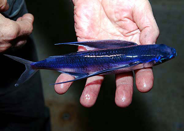 Two-Wing Flying fish photos